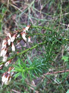 Image de Baccharis coridifolia DC.