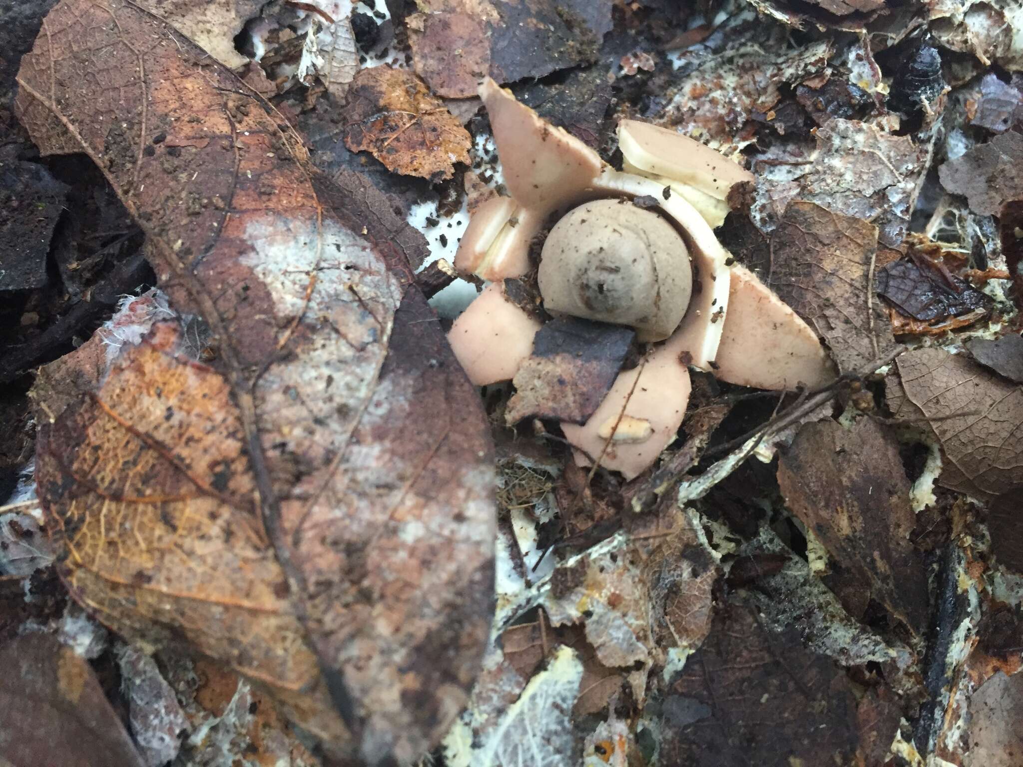 Image of Sessile Earthstar