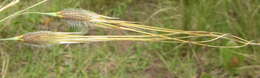Image of Tristachya leucothrix Trin. ex Nees
