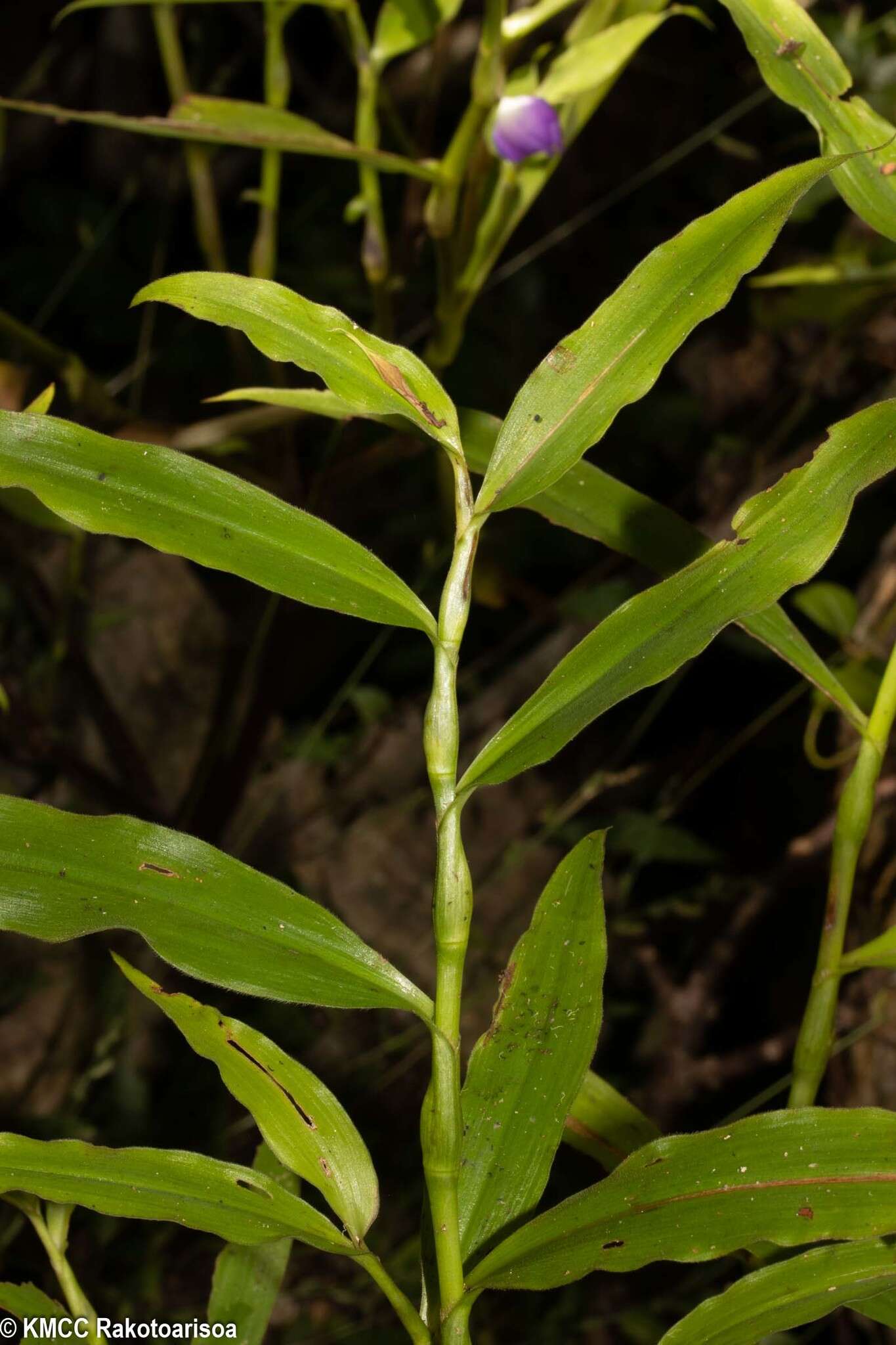 Image of Coleotrype synanthera H. Perrier