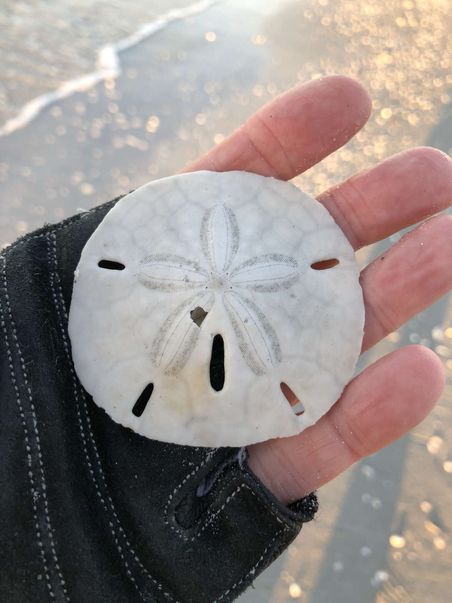 Image of Sand dollar