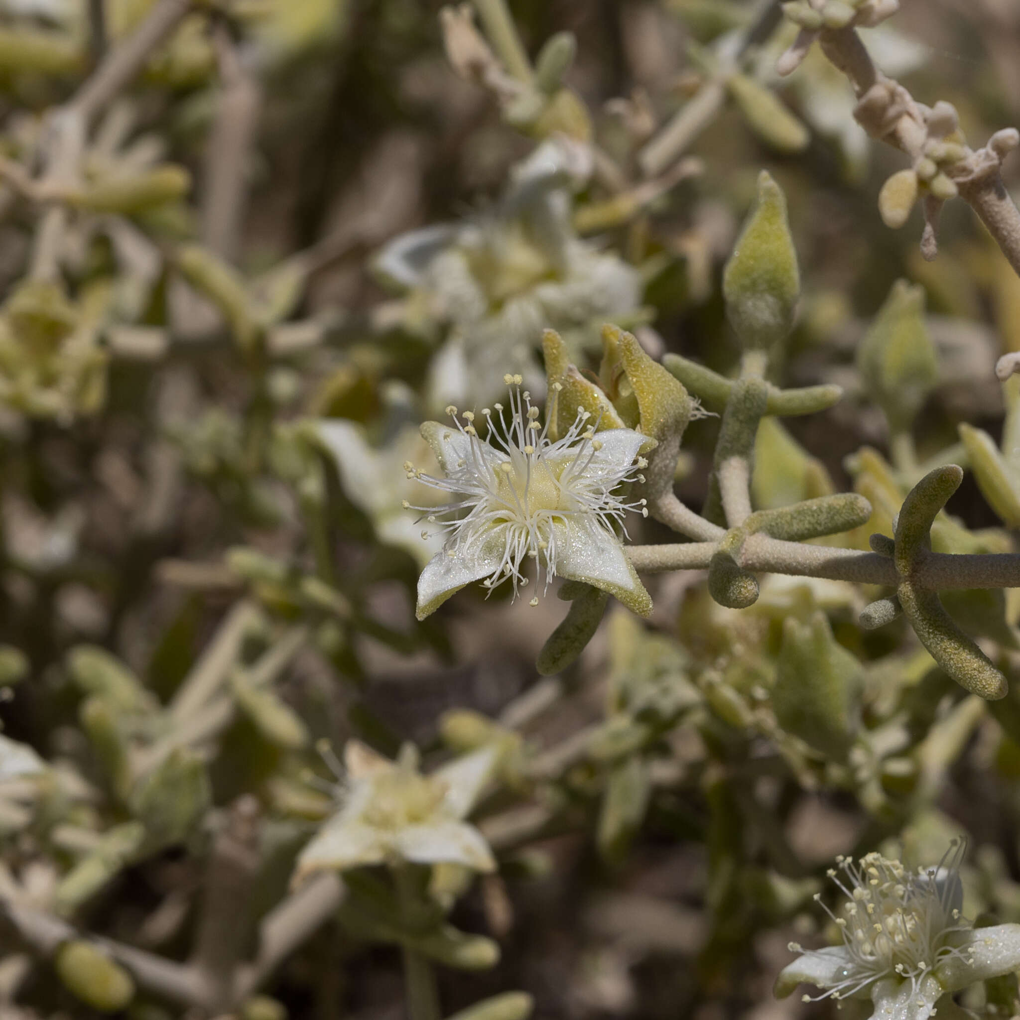 Image of Gunniopsis quadrifida (F. Müll.) Ewart