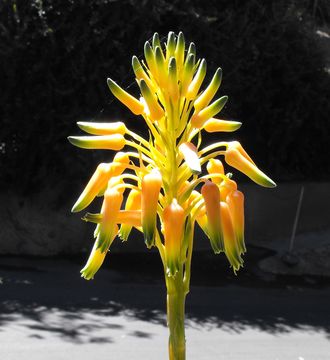 Image of Cooper's aloe