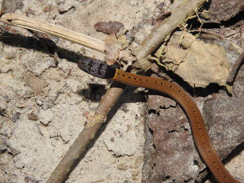 صورة Sibynophis collaris (Gray 1853)