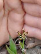 Image of hairy woodrush