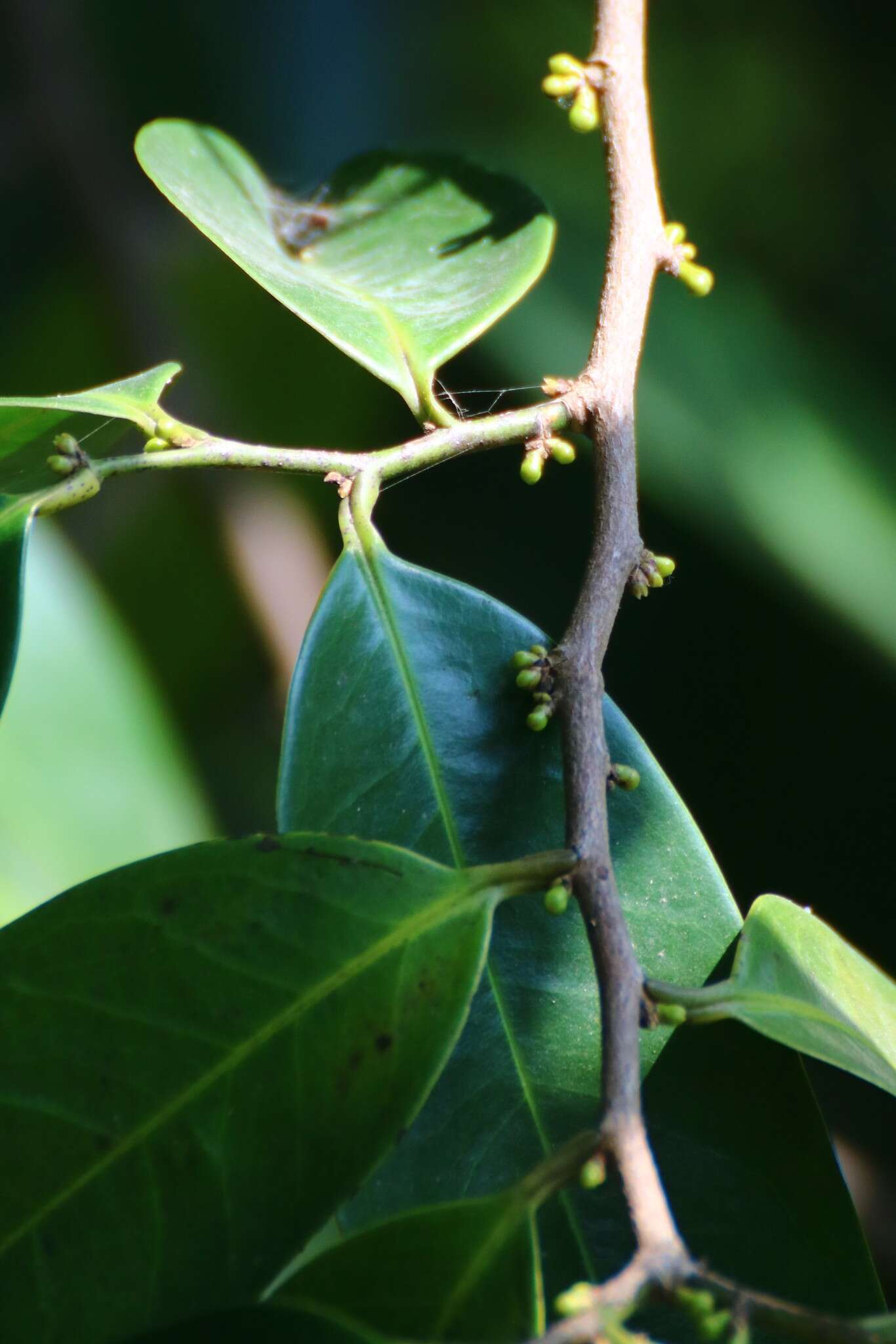 Plancia ëd Sageraea laurina Dalzell