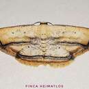 صورة Campatonema marginata Jones 1921