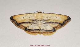 صورة Campatonema marginata Jones 1921