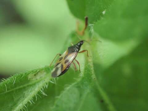 Image of Common flowerbug