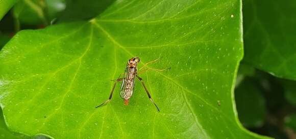 Image of Vermileo vermileo (Linnaeus 1758)