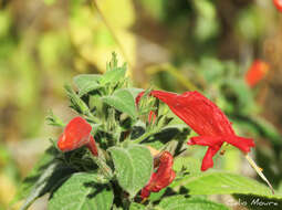 Image of Ruellia asperula (Mart. ex Ness) Lindau