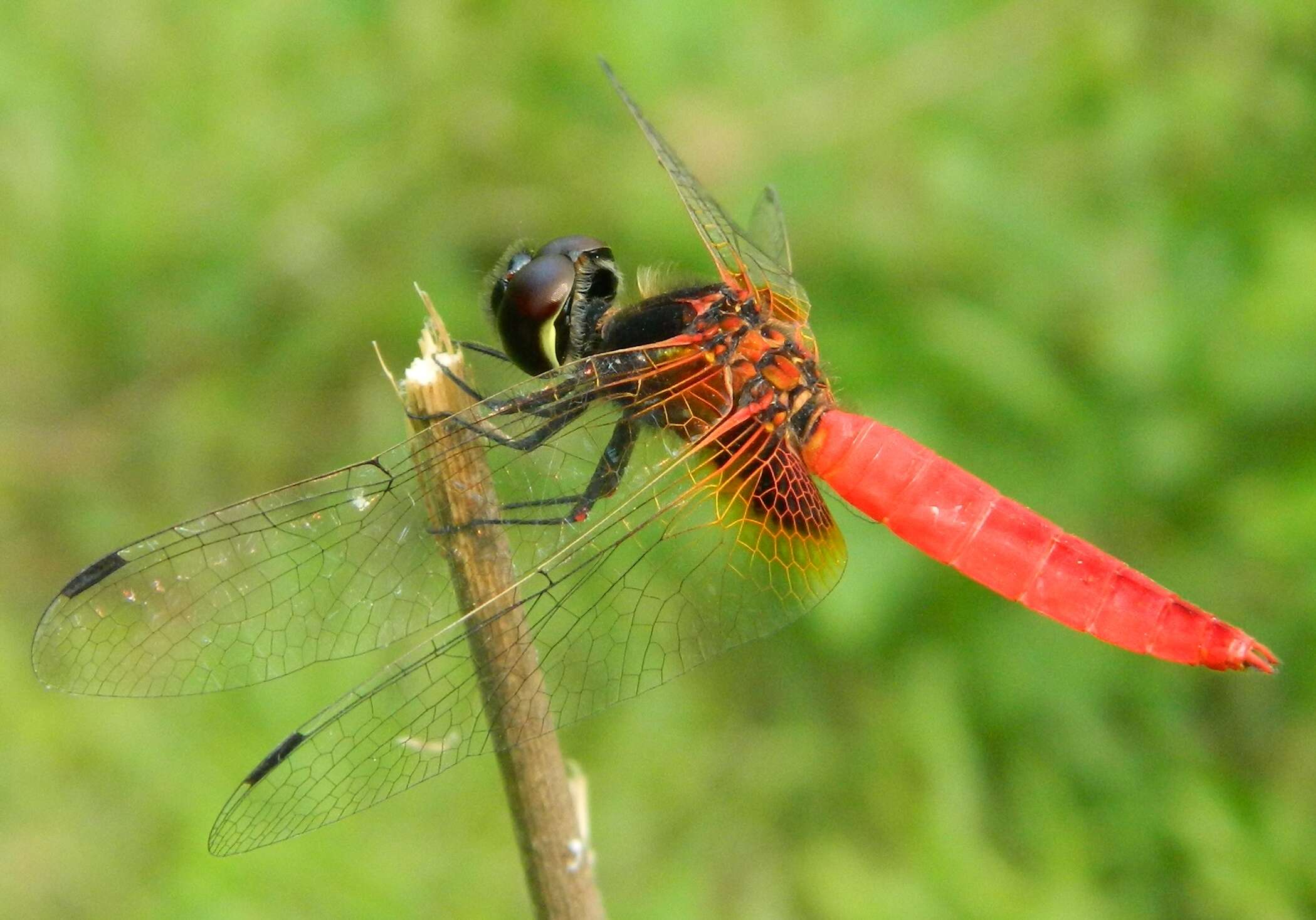 Image of Aethriamanta brevipennis (Rambur 1842)