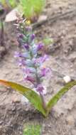 Image of Lachenalia orchioides subsp. parviflora (W. F. Barker) G. D. Duncan