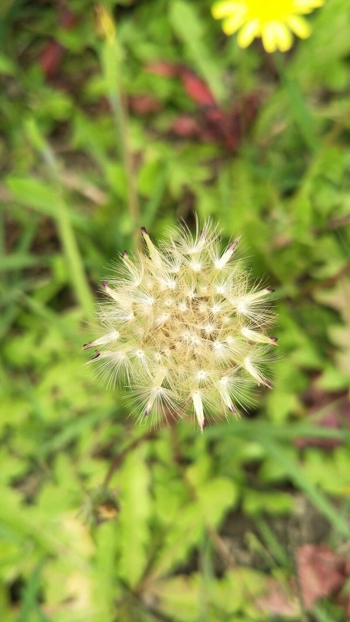 Image of Taraxacum formosanum Kitam.