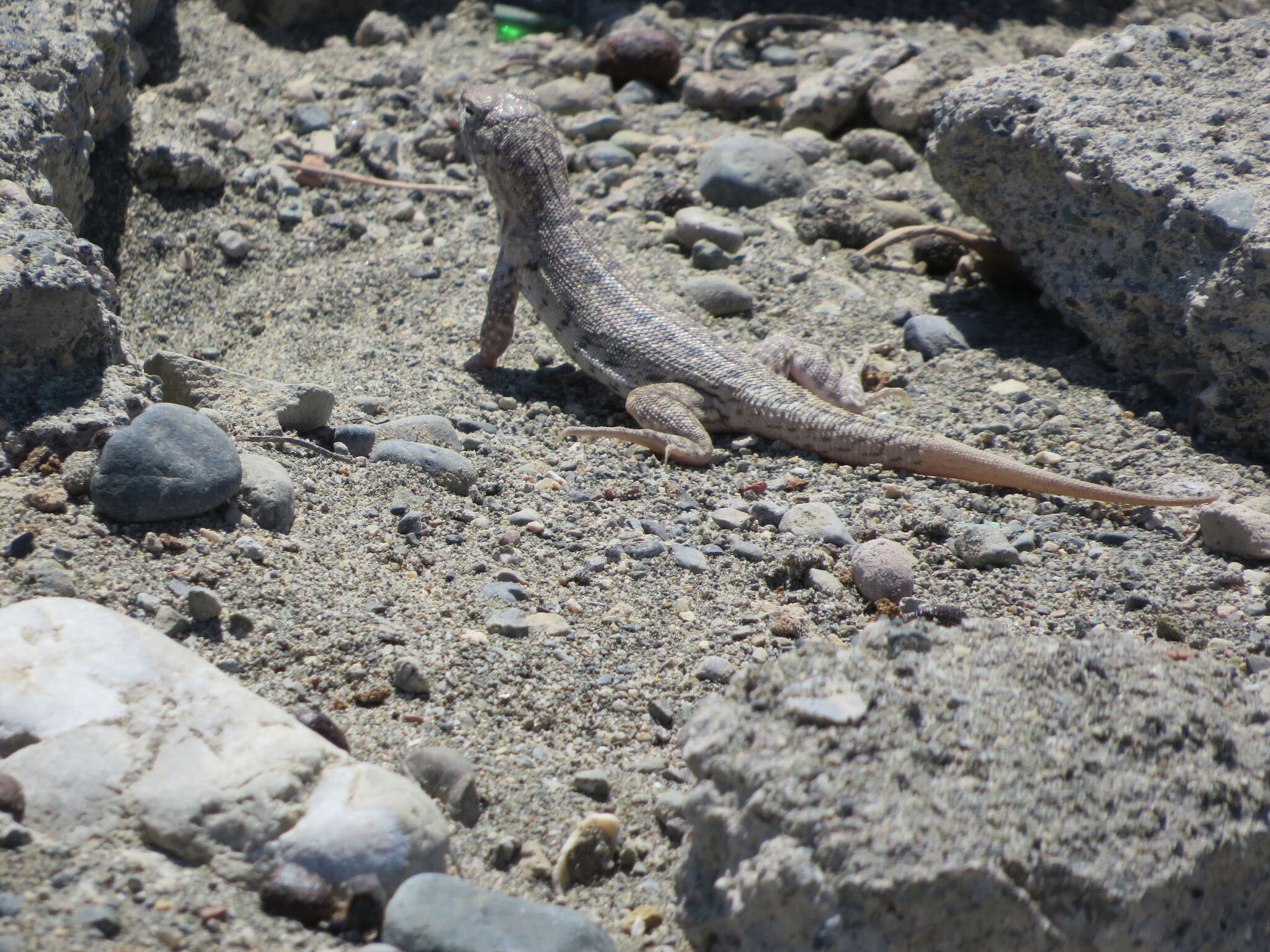 Image of Hispaniolan dune curlytail