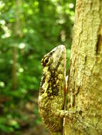 Image of Black-nosed Lizard