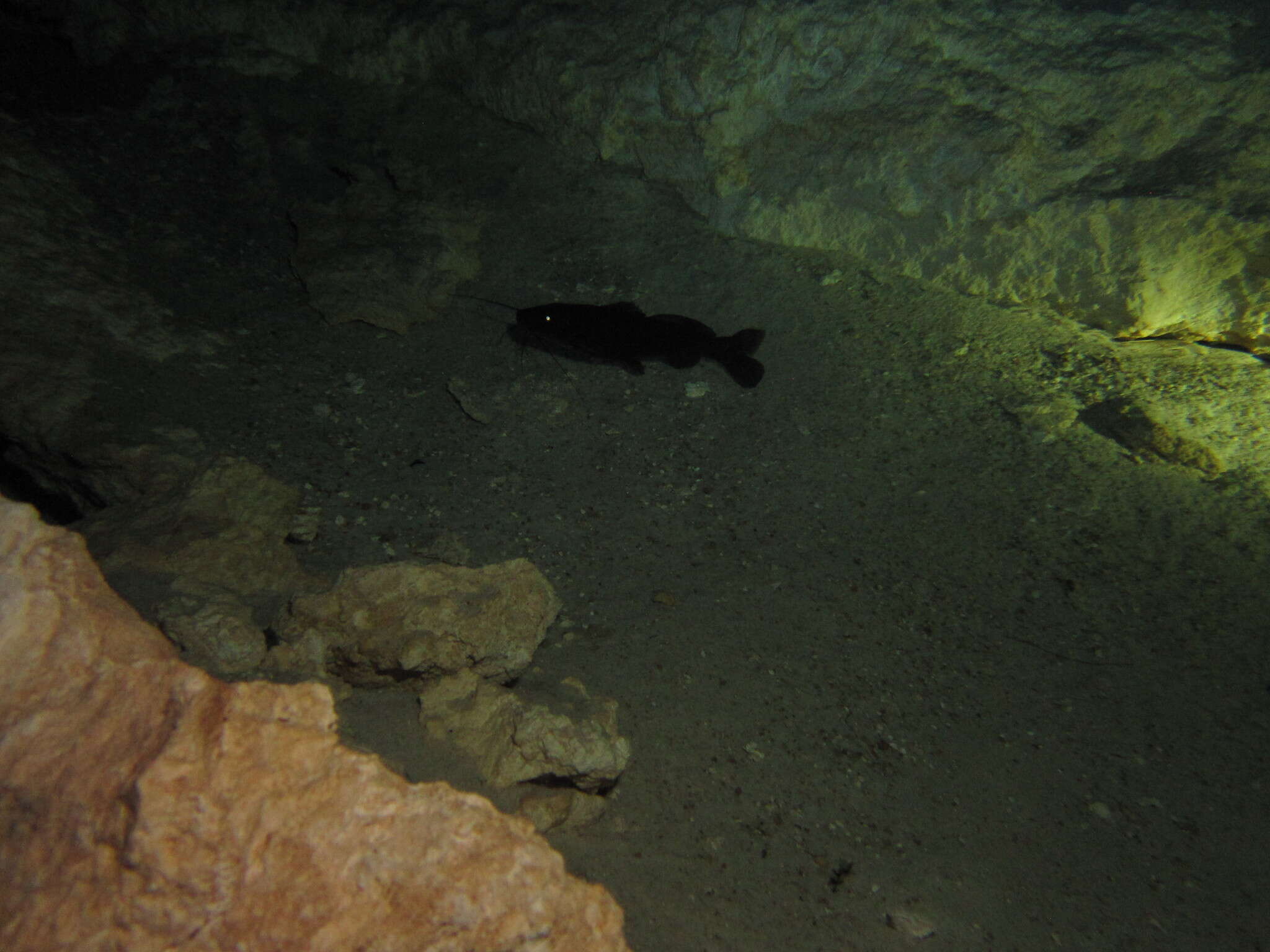 Image of Pale catfish