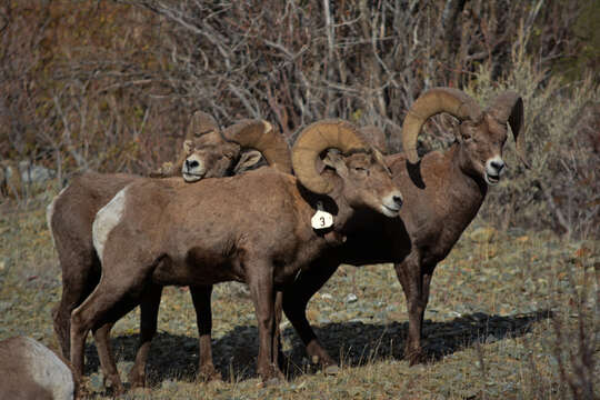 Image of Desert bighorn sheep