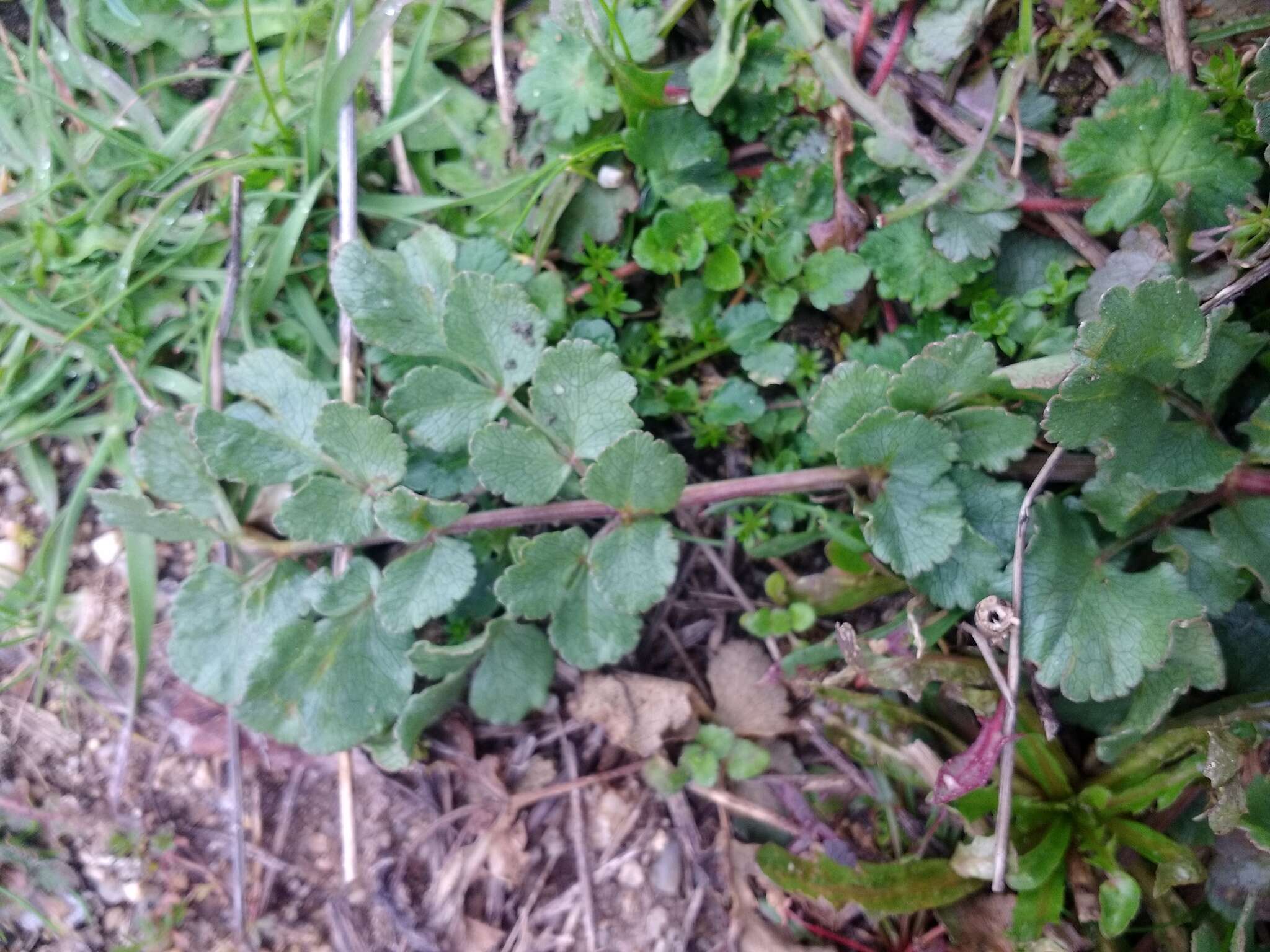 Imagem de Pimpinella villosa Schousboe