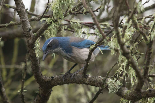 صورة Aphelocoma Cabanis 1851