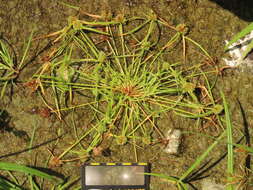 Image of Cyperus michelianus (L.) Delile