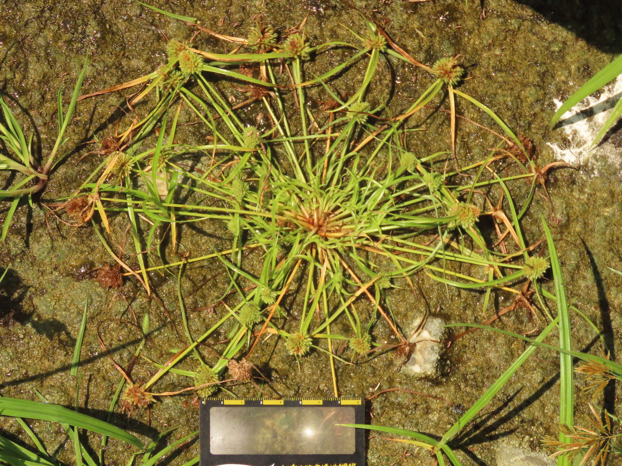 Слика од Cyperus michelianus (L.) Delile