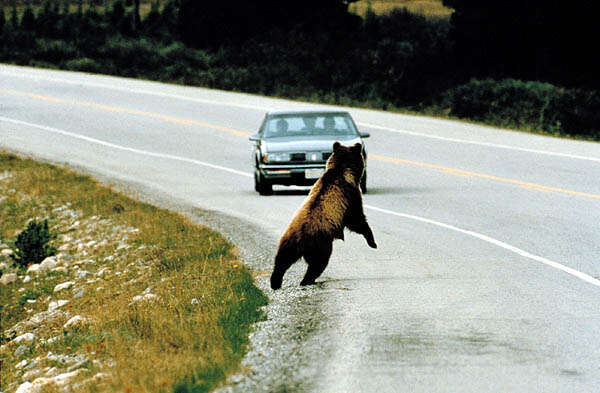 Image of Brown Bear