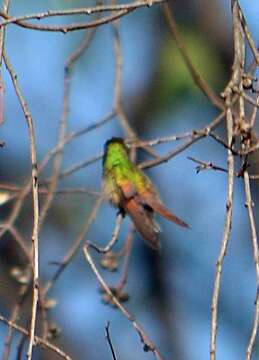 Image of Berylline Hummingbird