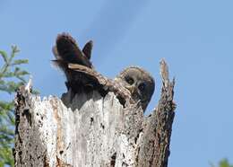 Image of Great Gray Owl