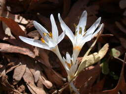 Image of colchicum