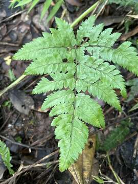 Plancia ëd Polystichopsis chaerophylloides (Poir.) Morton