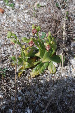 Image of Ophrys umbilicata subsp. flavomarginata (Renz) Faurh.