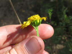 Image of ragleaf bahia