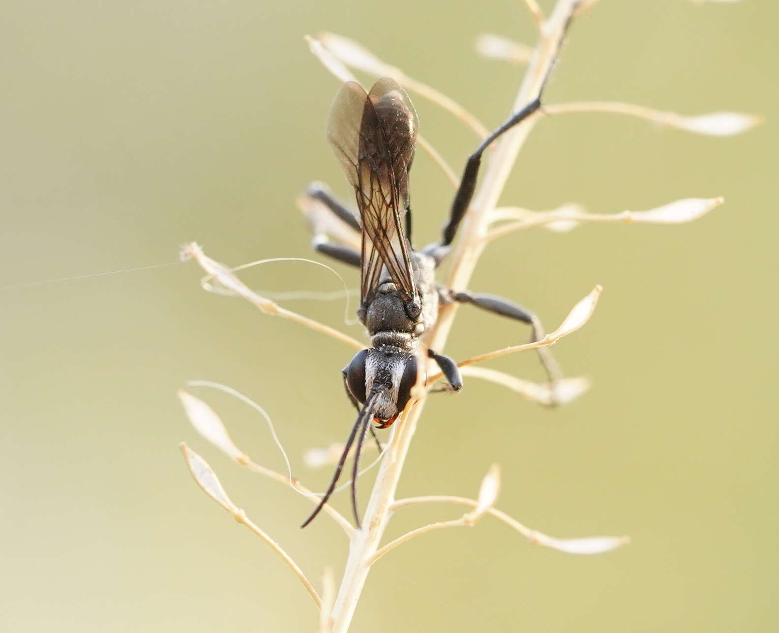 Image of Prionyx globosus (F. Smith 1856)