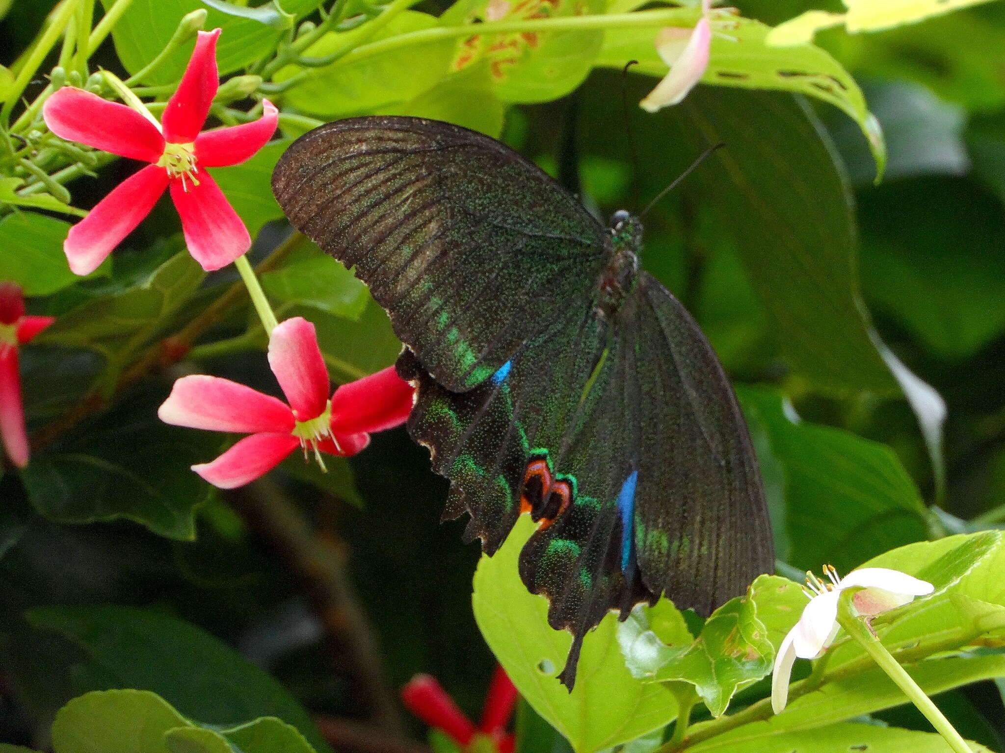 Sivun Papilio paris Linnaeus 1758 kuva