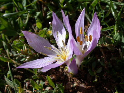 Image of colchicum