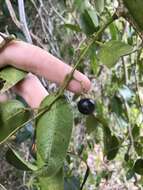 Image de Cissus oblonga (Benth.) Planchon