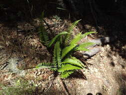 Image of narrowleaf swordfern