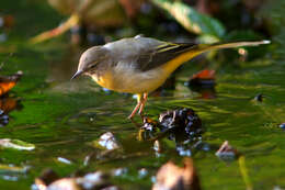 Image of Grey Wagtail