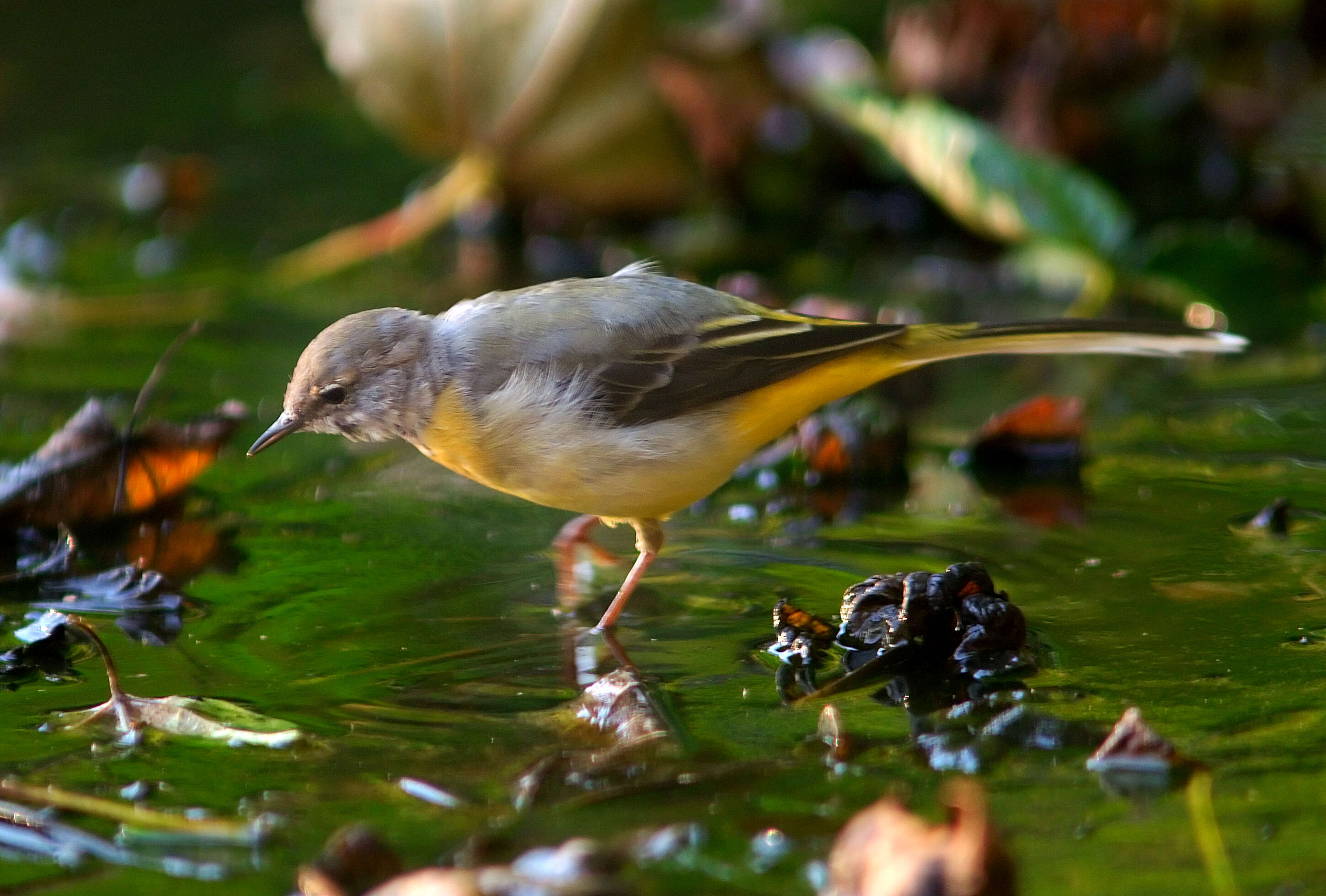 Image of Grey Wagtail