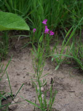 Image of Moroccan toadflax