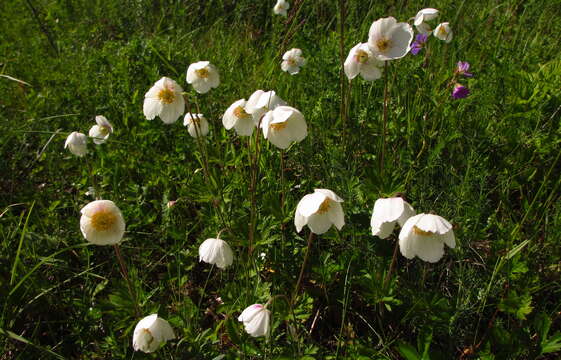 Image of Snowdrop Anemone