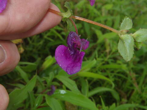 Image of Impatiens lawii Hook. fil. & Thoms.