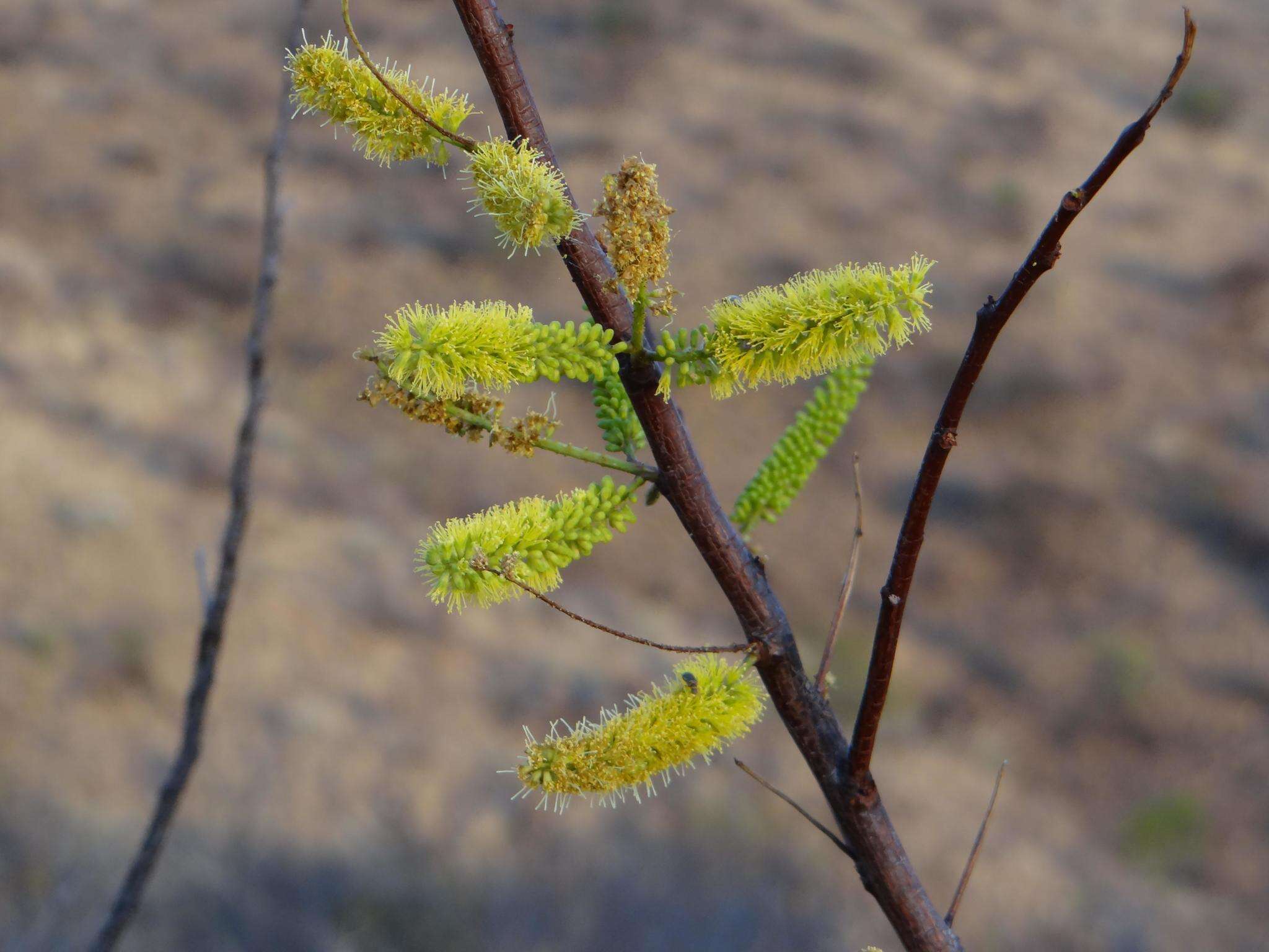 Plancia ëd Elephantorrhiza suffruticosa Schinz