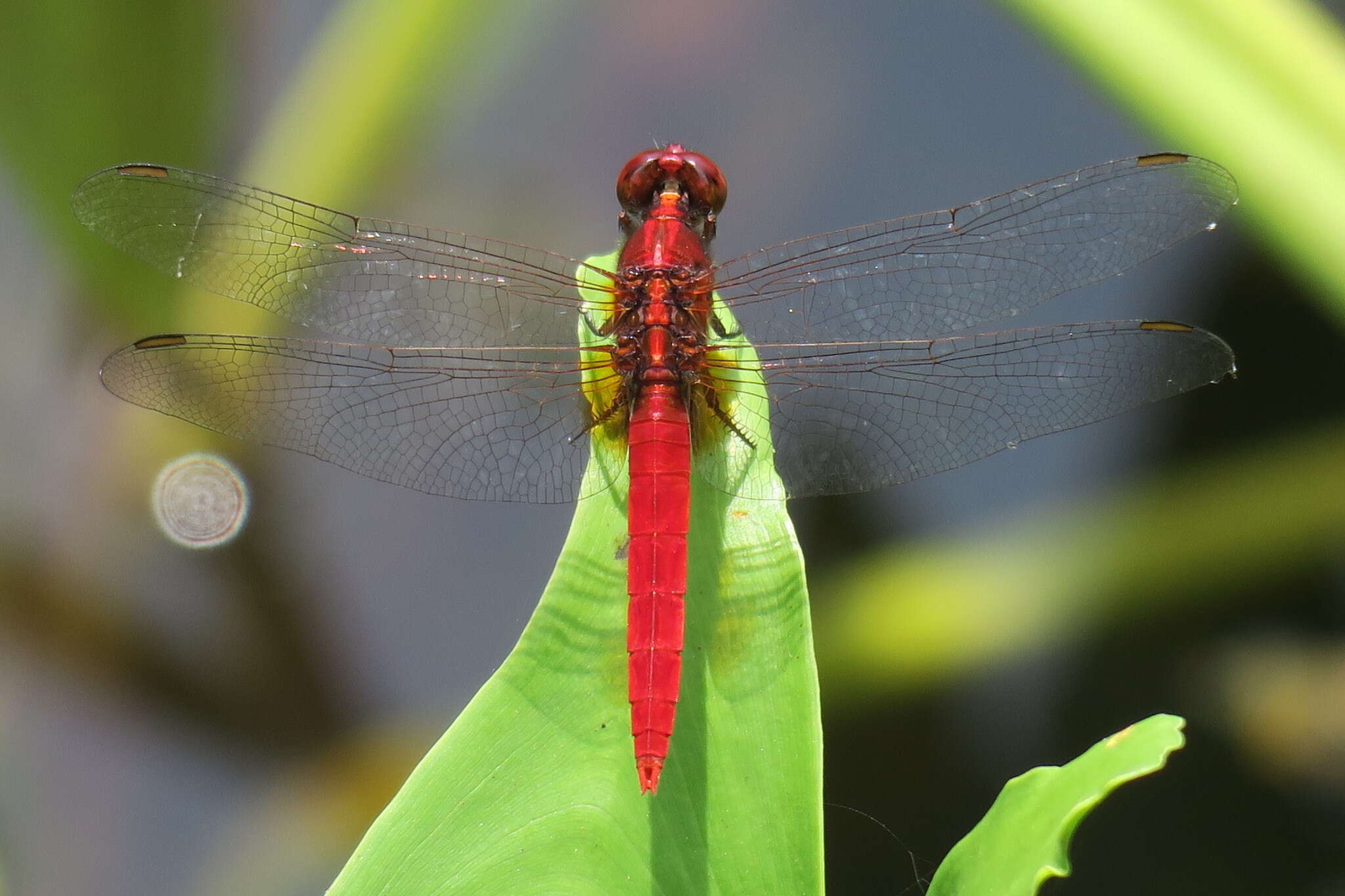 Imagem de Rhodothemis rufa (Rambur 1842)