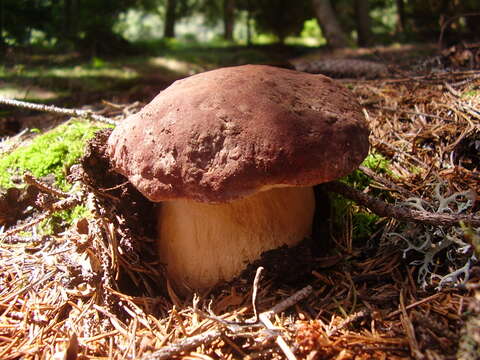 Image of Boletus pinophilus Pilát & Dermek 1973