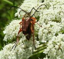 Image of Typocerus acuticauda Casey 1913