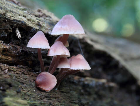 Image of Mycena haematopus (Pers.) P. Kumm. 1871