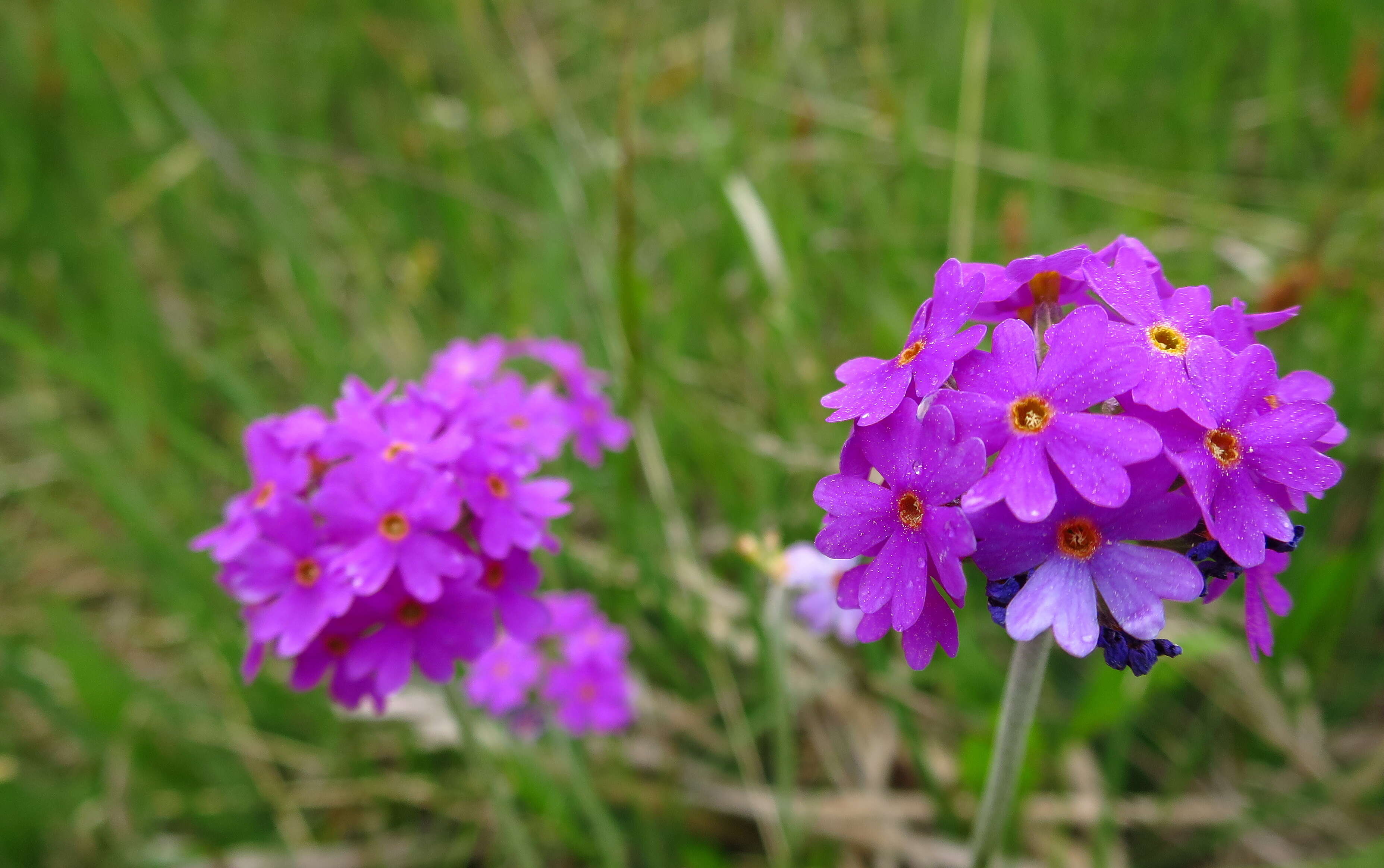 Plancia ëd Primula farinosa L.