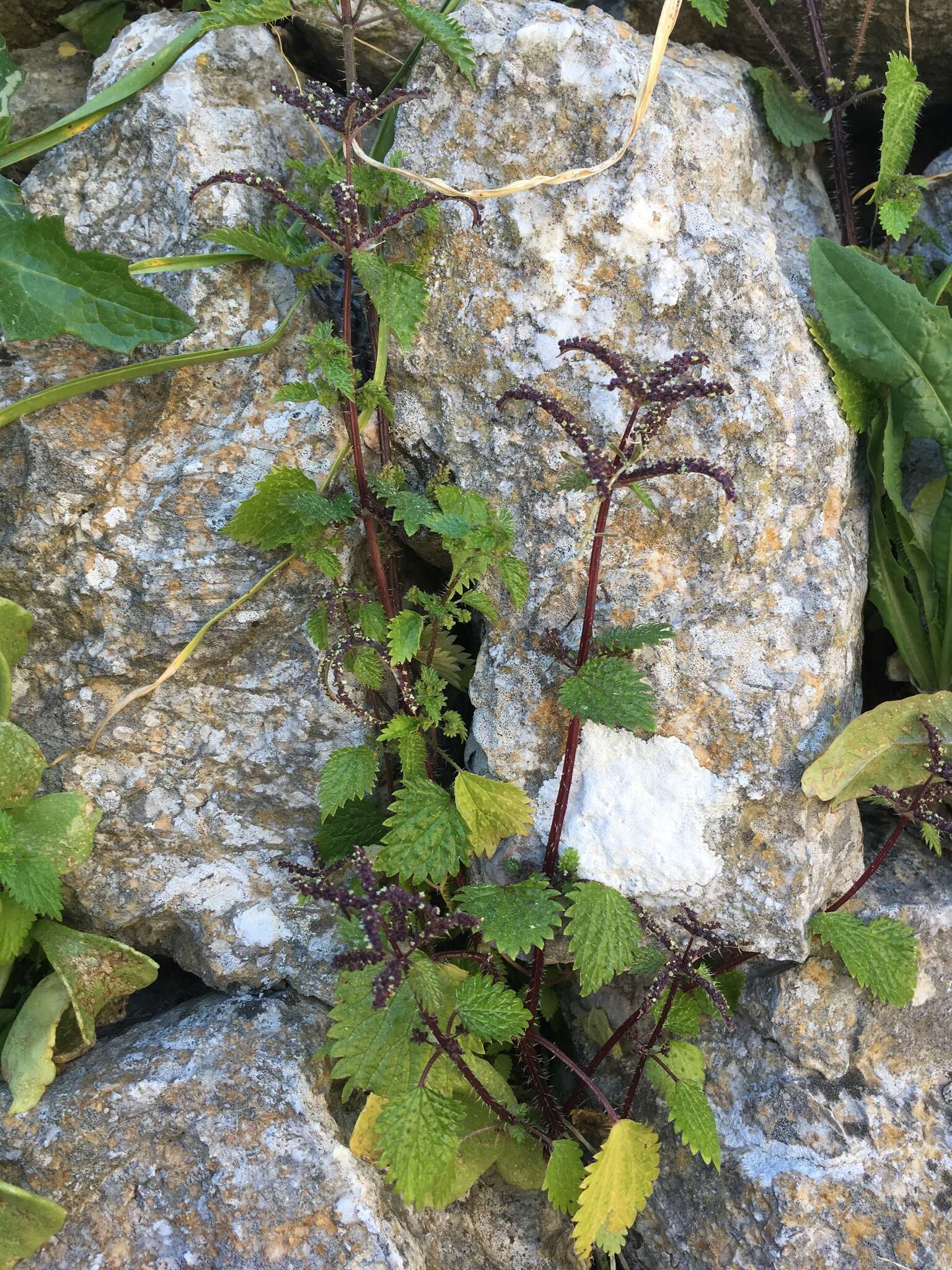 Слика од Urtica membranacea Poir.